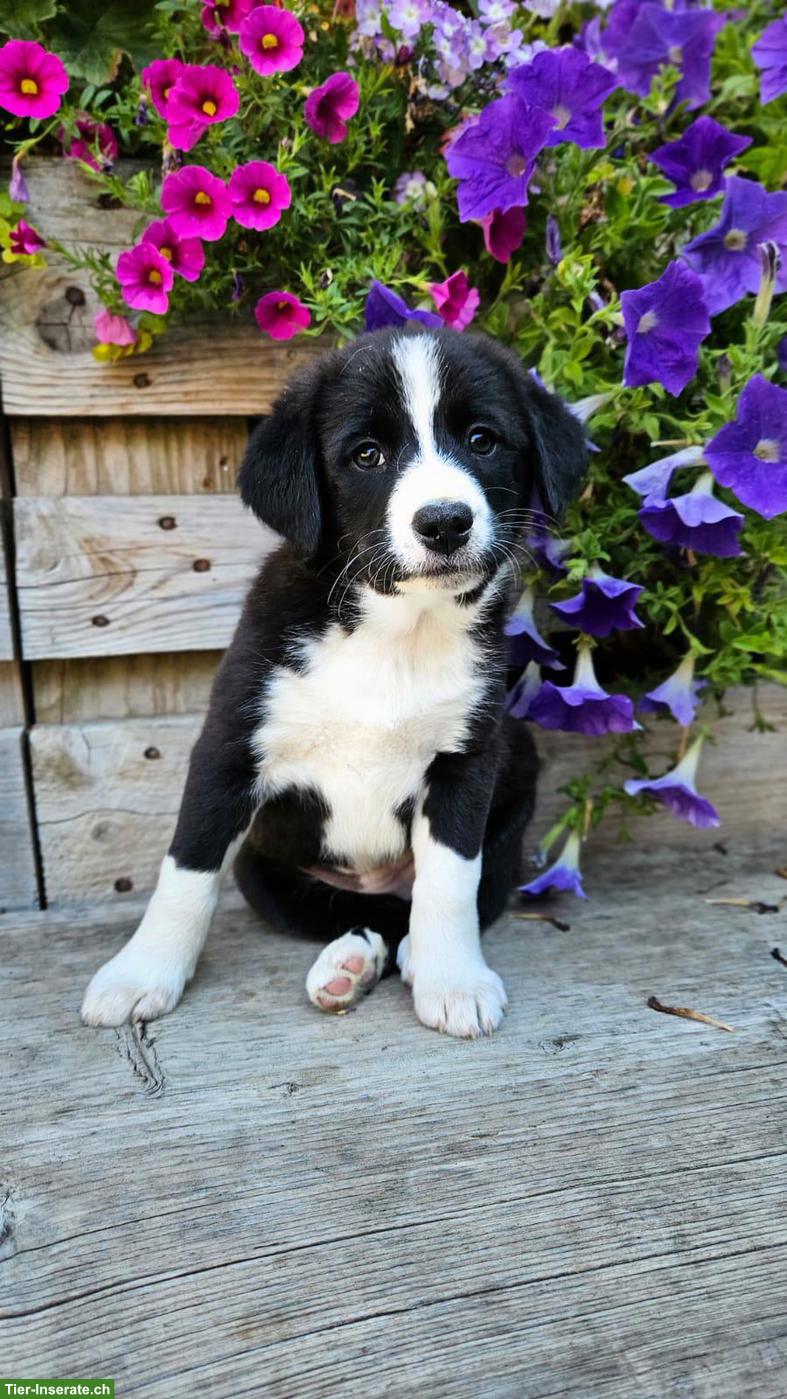 Bild 2: Appenzeller Sennenhund Mischlingswelpen
