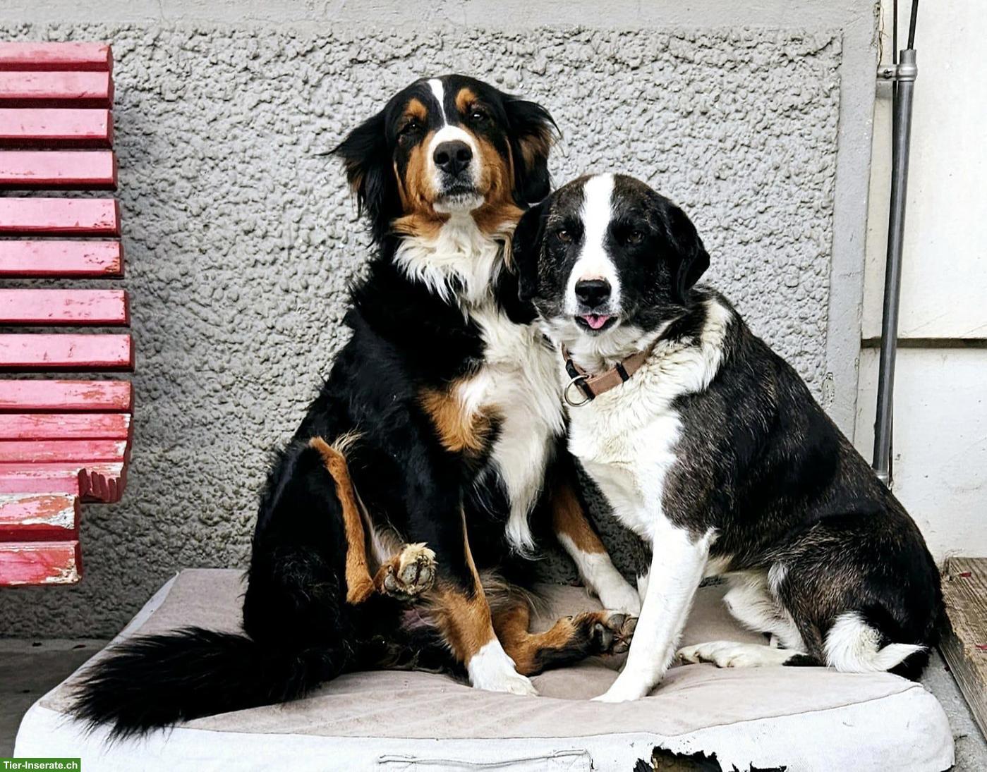 Bild 3: Appenzeller Sennenhund Mischlingswelpen