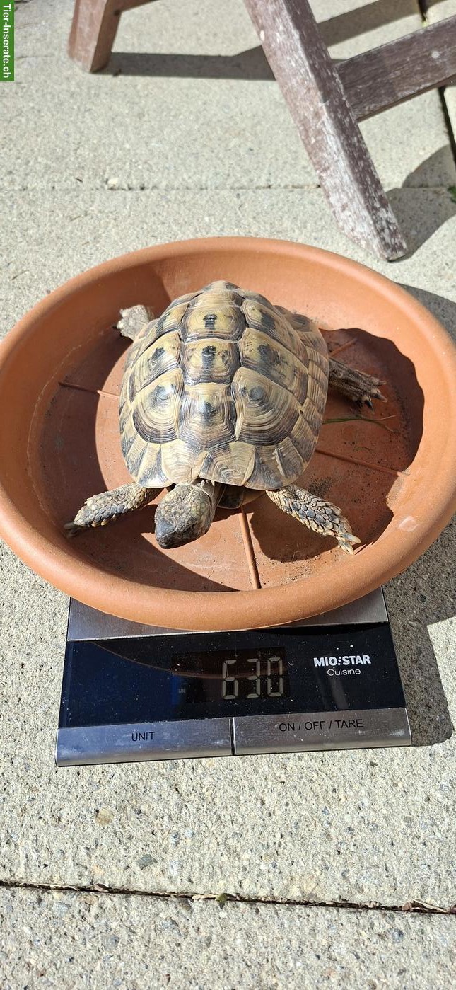 Männliche Griechische Landschildkröte, 12-jährig