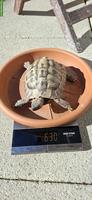 Männliche Griechische Landschildkröte, 12-jährig