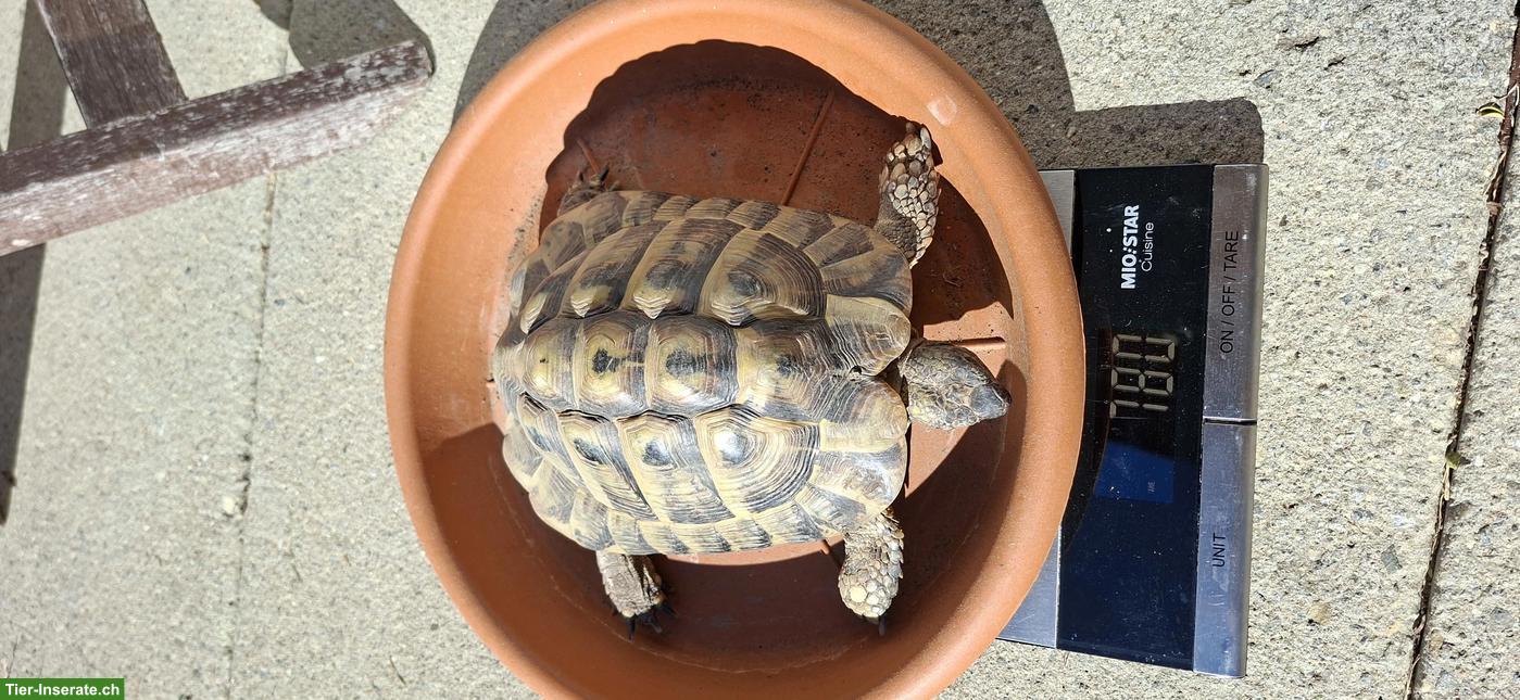 Männliche Griechische Landschildkröte, 12-jährig