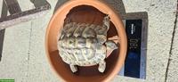 Männliche Griechische Landschildkröte, 12-jährig