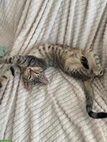 Liebevoller kleiner Kater sucht schönes Zuhause