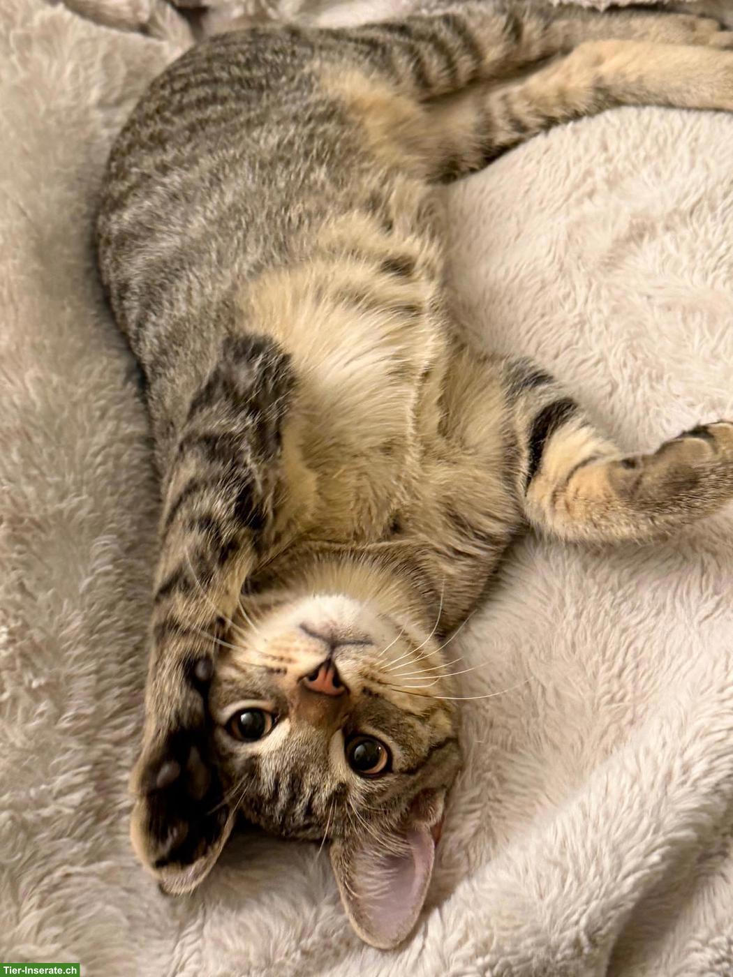 Bild 2: Liebevoller kleiner Kater sucht schönes Zuhause