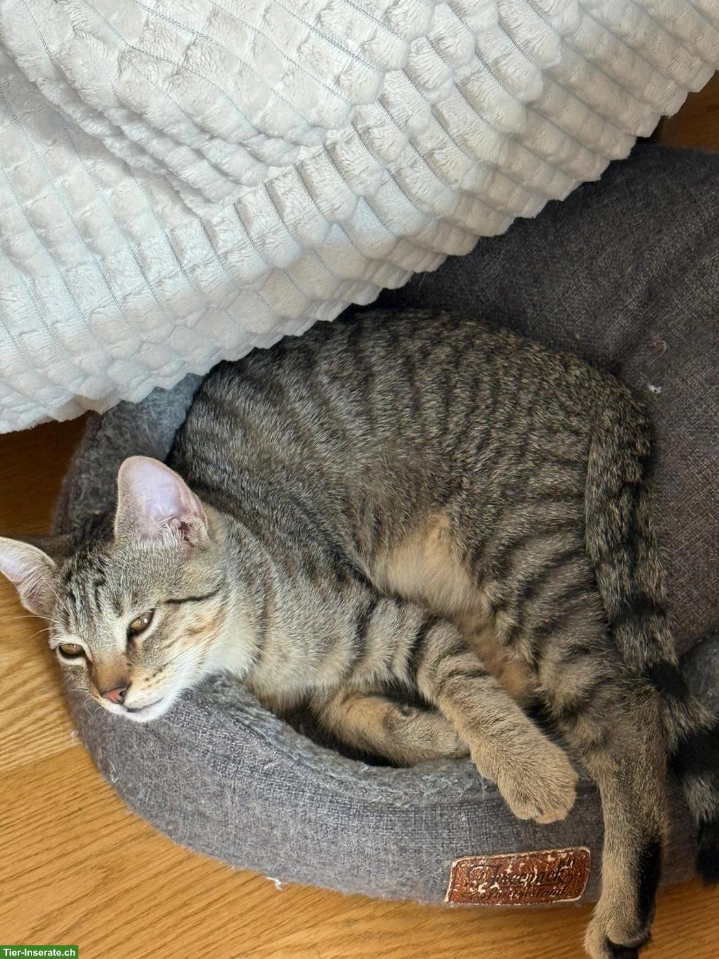 Bild 3: Liebevoller kleiner Kater sucht schönes Zuhause