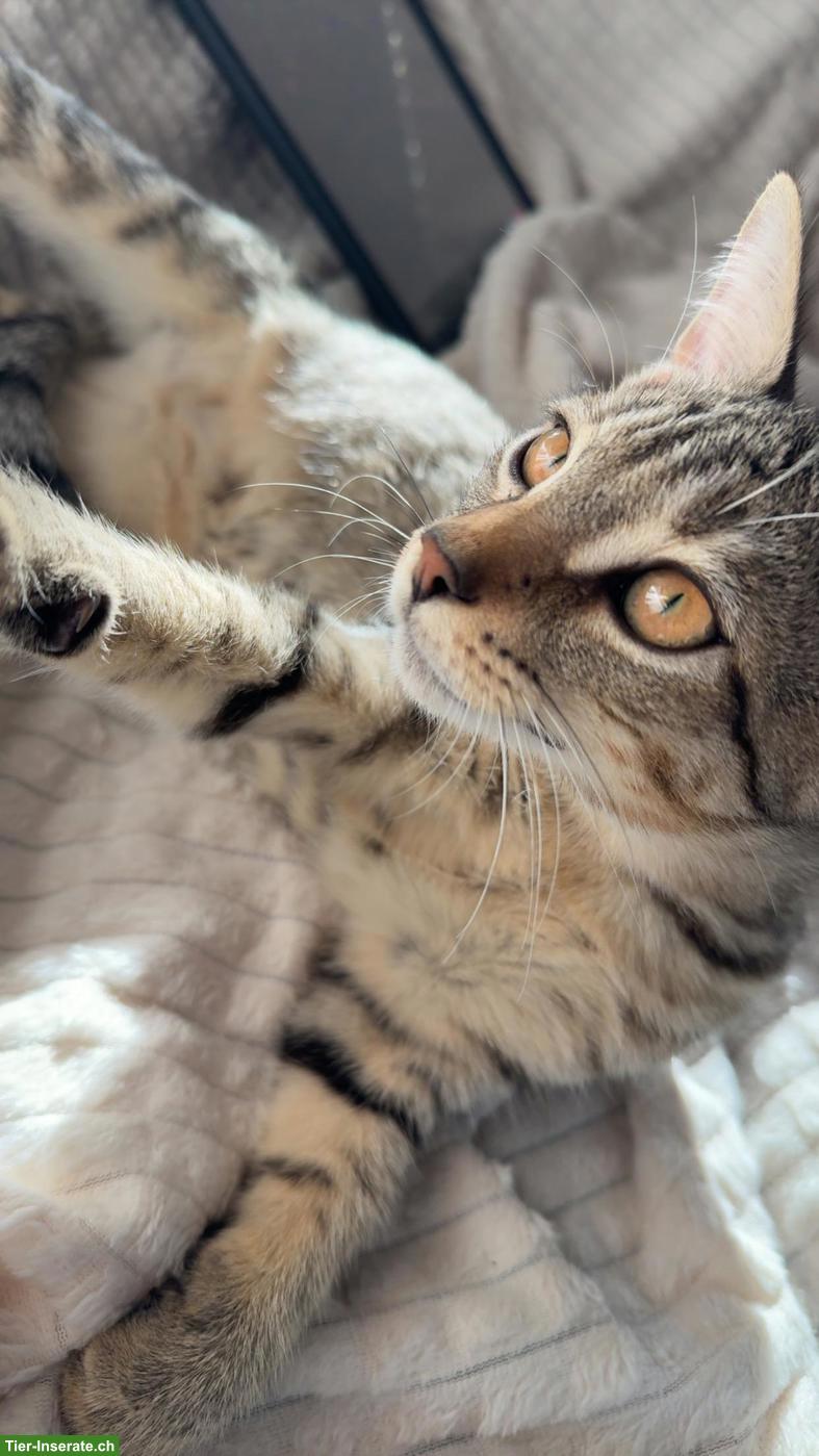 Bild 4: Liebevoller kleiner Kater sucht schönes Zuhause