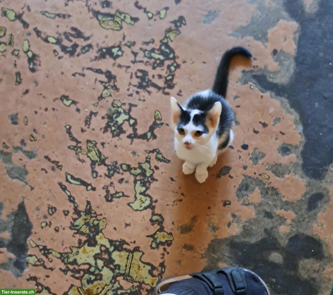 Bild 2: 2 junge verschmuste Katzenschwestern suchen ihr neues Plätzchen