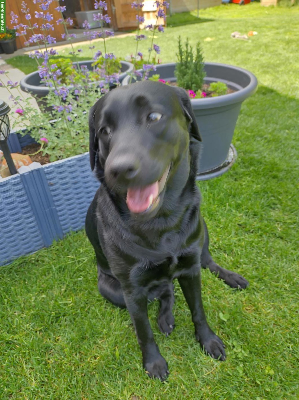 Suche Labrador Rüde