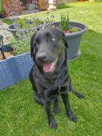 Suche Labrador Rüde