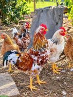 Reinrassige Schwedische Blumenhühner, schöne Junghähne 🐓