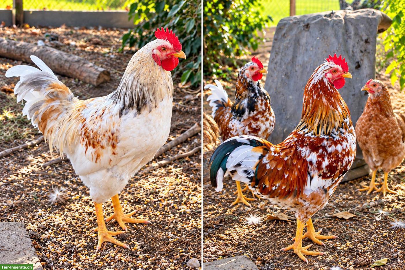 Bild 2: Reinrassige Schwedische Blumenhühner, schöne Junghähne 🐓