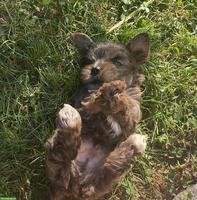 Yorkshire Terrier Welpen