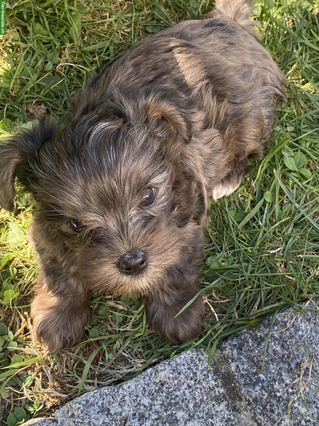 Bild 2: Yorkshire Terrier Welpen