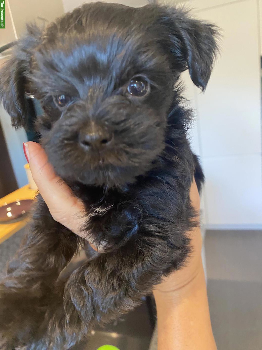 Bild 3: Yorkshire Terrier Welpen