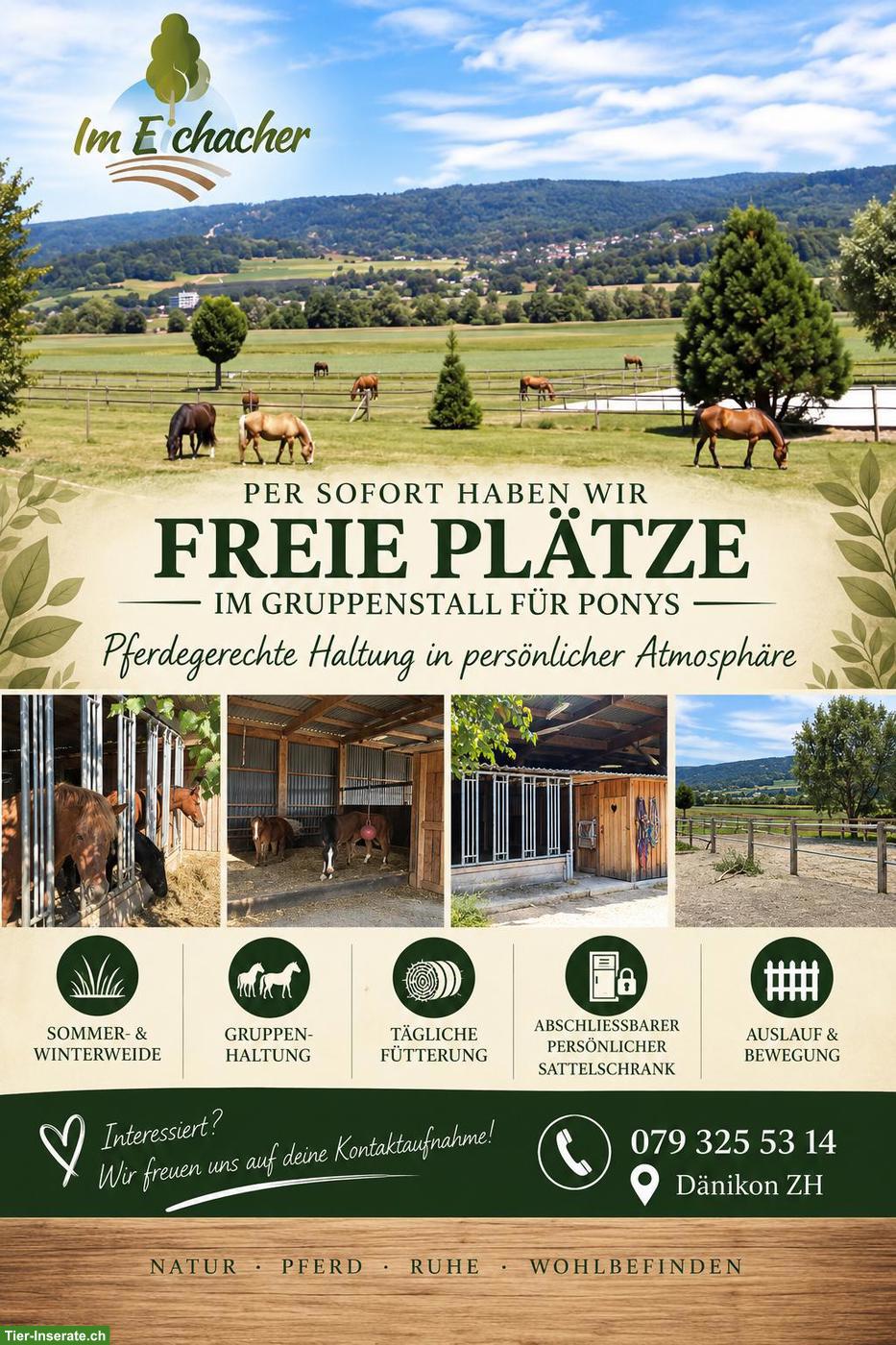 Freie Plätze in Ponygruppenstall in Dänikon ZH