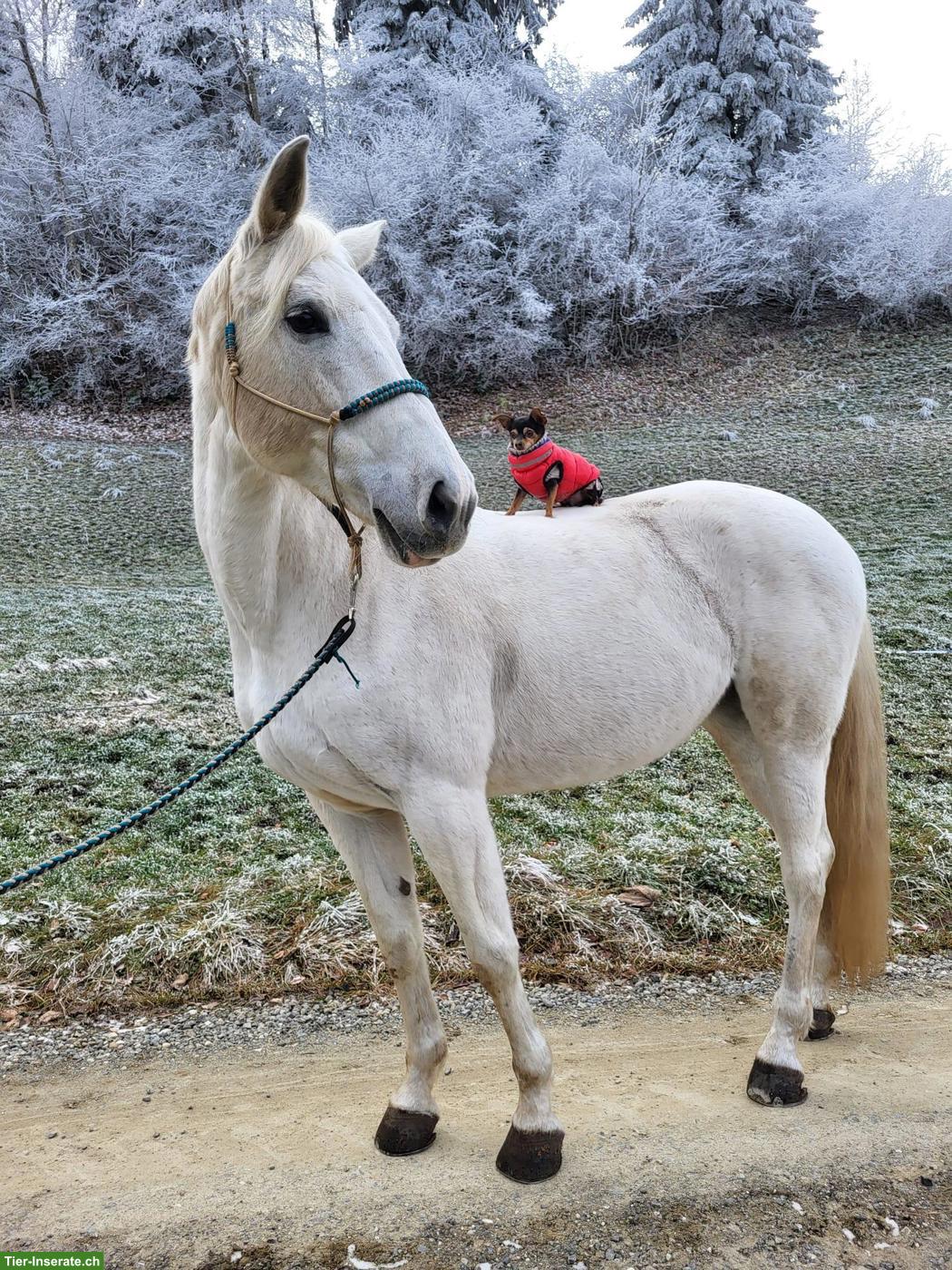 Bild 3: Reitbeteiligung - Wir suchen Verstärkung für unser Team ❤️