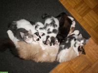 6 süsse Kitten (1/2 Ragdoll) suchen liebevolles Zuhause 🐾