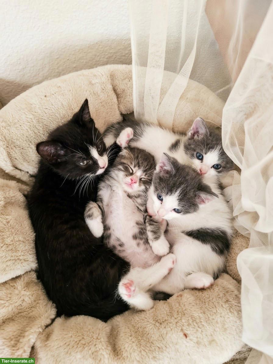 Bild 2: 6 süsse Kitten (1/2 Ragdoll) suchen liebevolles Zuhause 🐾