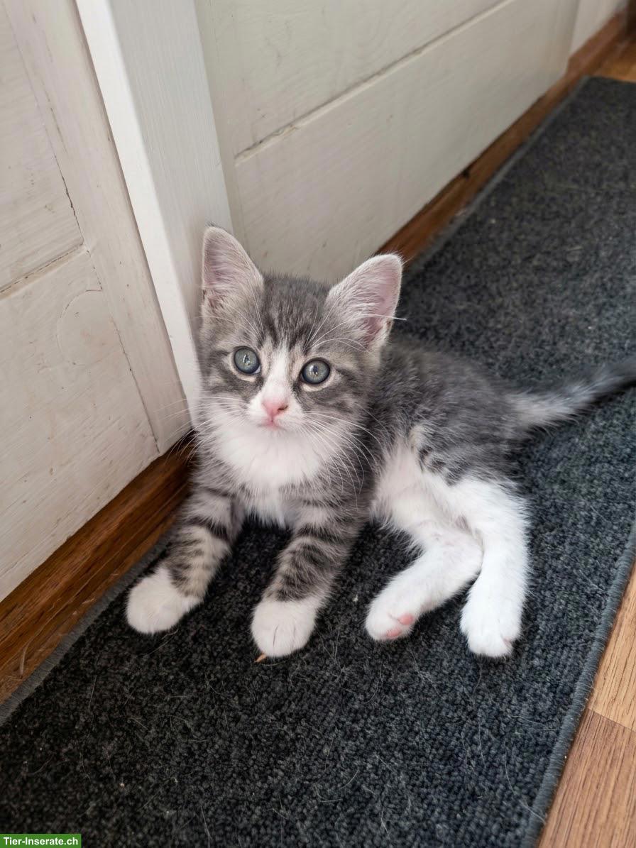 Bild 3: 6 süsse Kitten (1/2 Ragdoll) suchen liebevolles Zuhause 🐾
