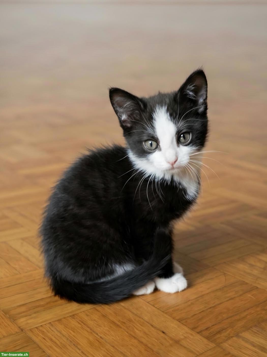 Bild 4: 6 süsse Kitten (1/2 Ragdoll) suchen liebevolles Zuhause 🐾