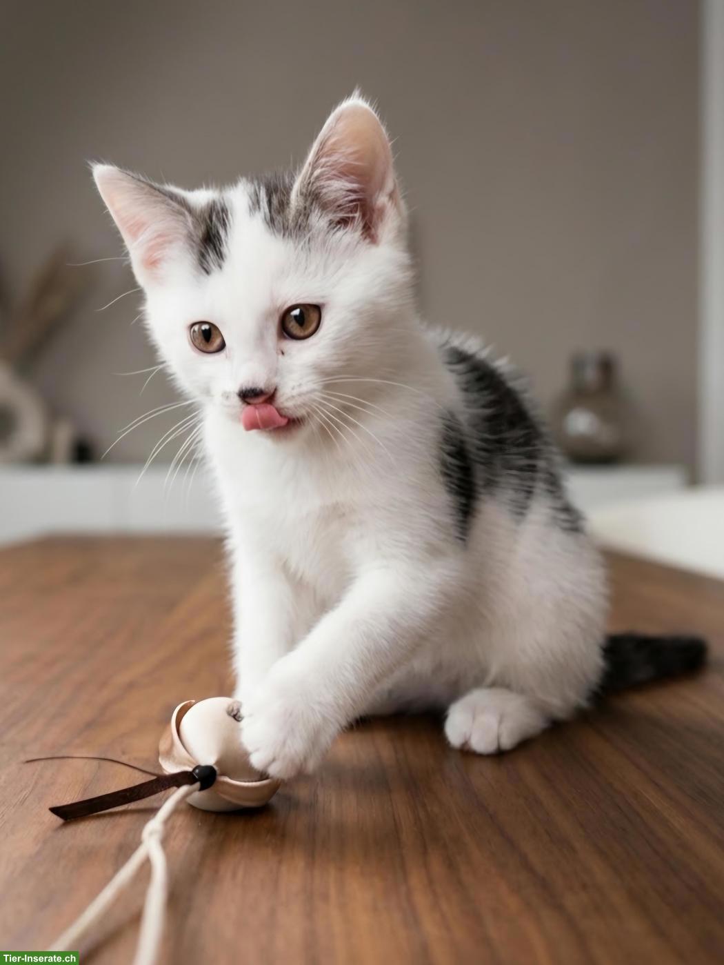 Bild 5: 6 süsse Kitten (1/2 Ragdoll) suchen liebevolles Zuhause 🐾