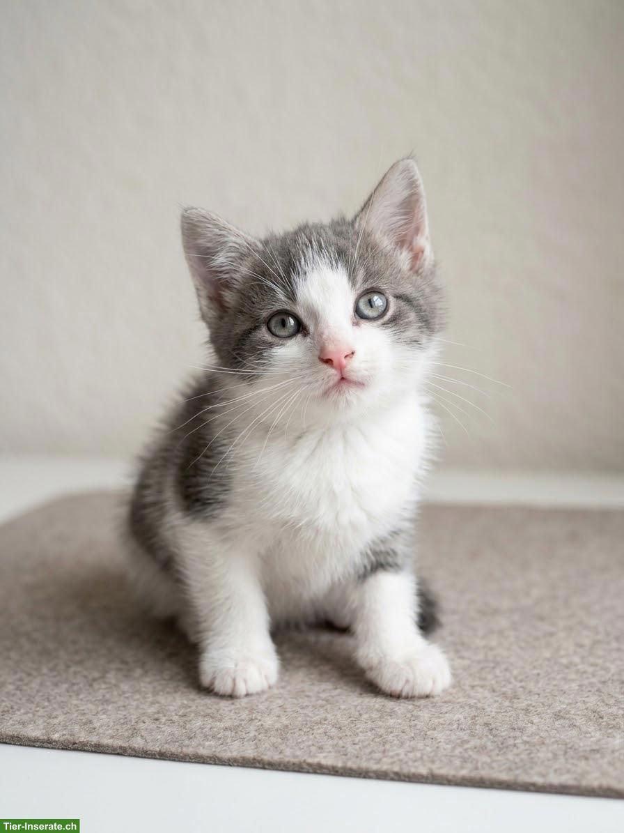 Bild 6: 6 süsse Kitten (1/2 Ragdoll) suchen liebevolles Zuhause 🐾