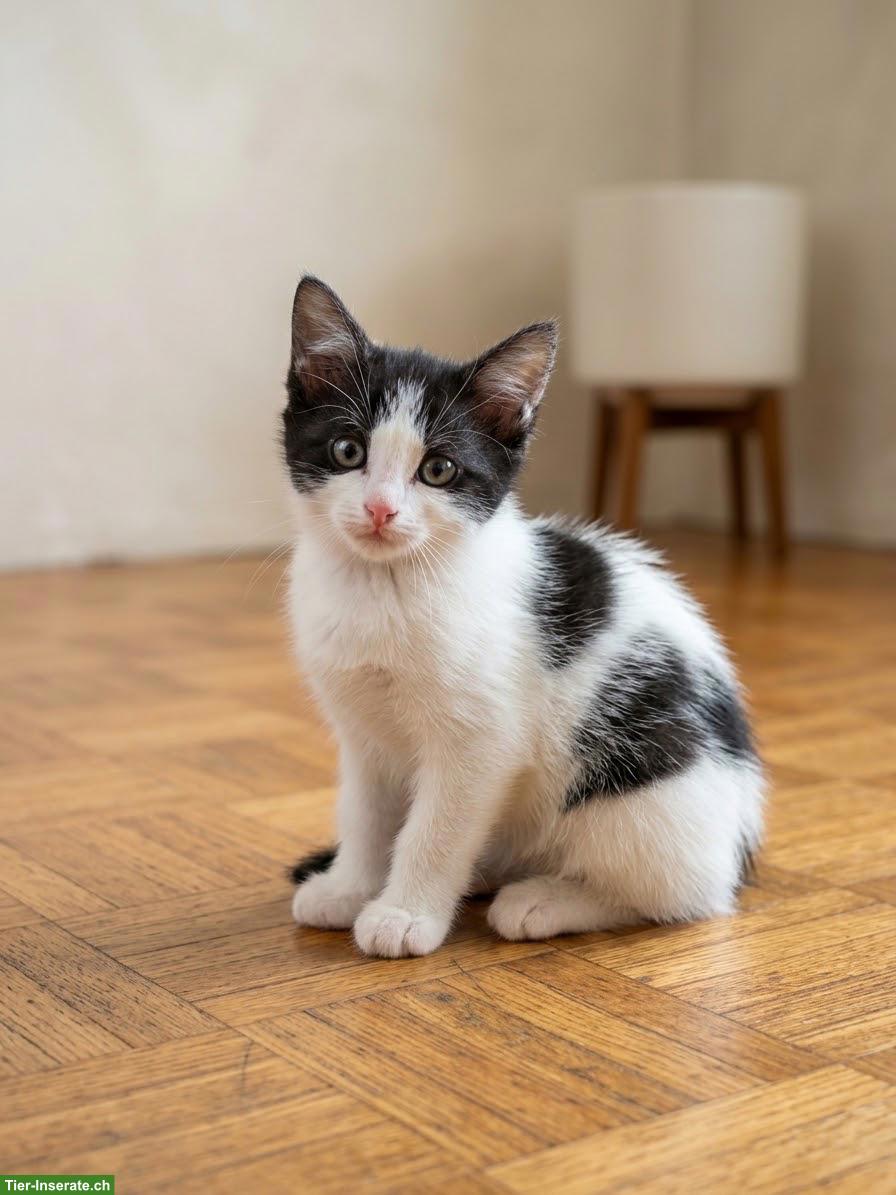 Bild 7: 6 süsse Kitten (1/2 Ragdoll) suchen liebevolles Zuhause 🐾