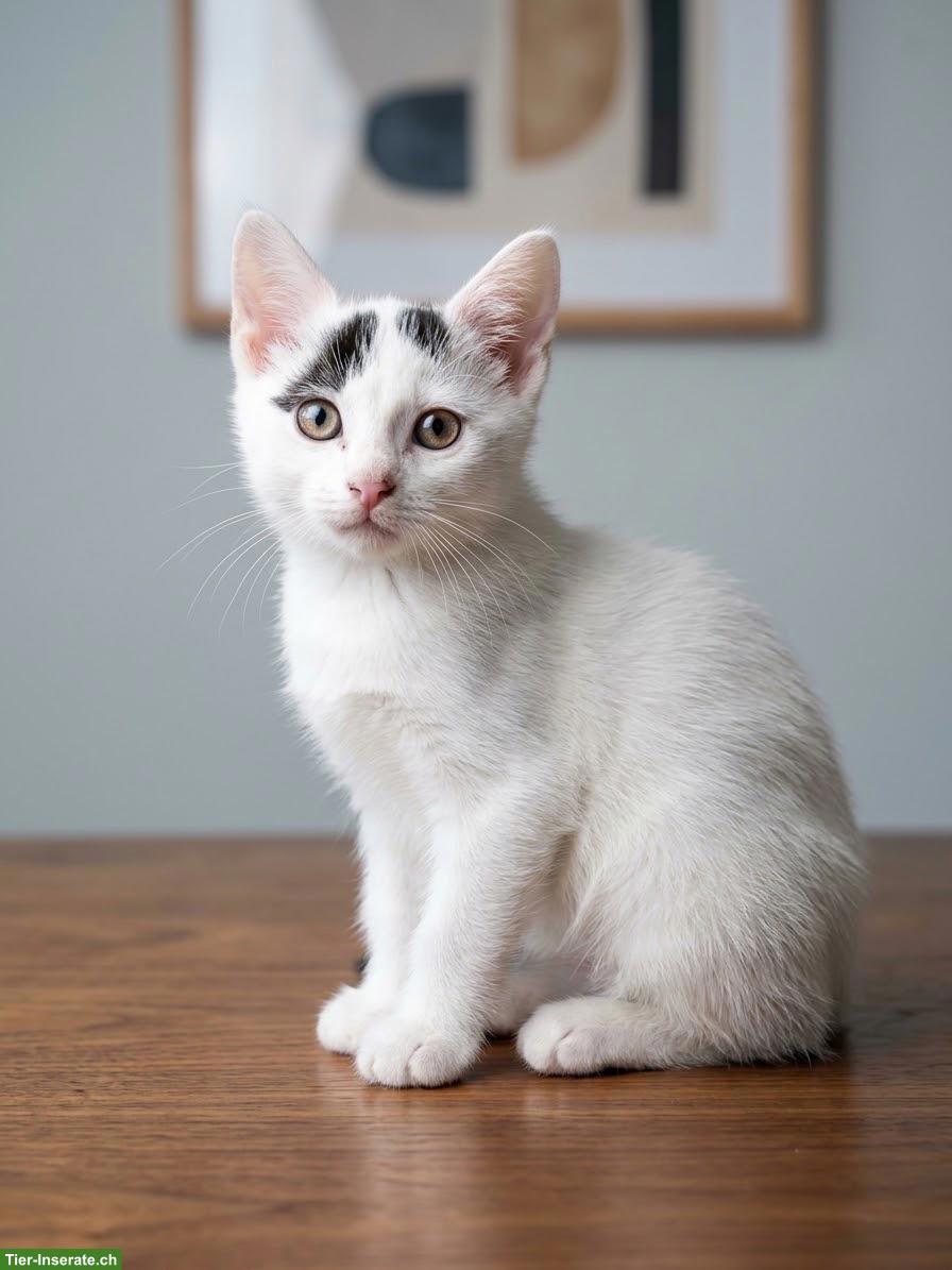 Bild 8: 6 süsse Kitten (1/2 Ragdoll) suchen liebevolles Zuhause 🐾