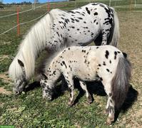 Shetlandponystute mit Hengstfohlen, Tigerschecken