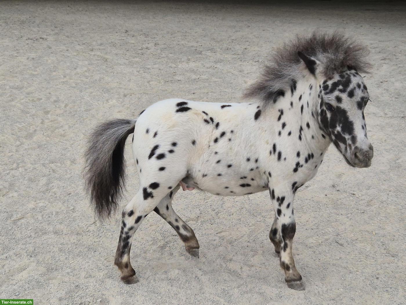 Bild 2: Shetlandponystute mit Hengstfohlen, Tigerschecken