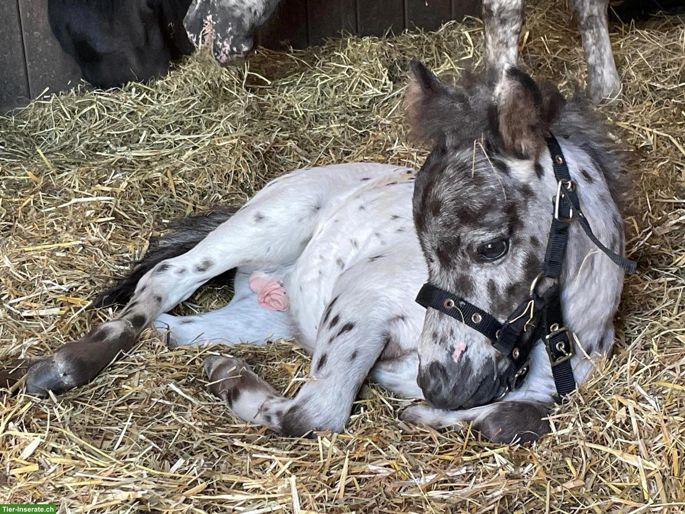 Bild 3: Shetlandponystute mit Hengstfohlen, Tigerschecken