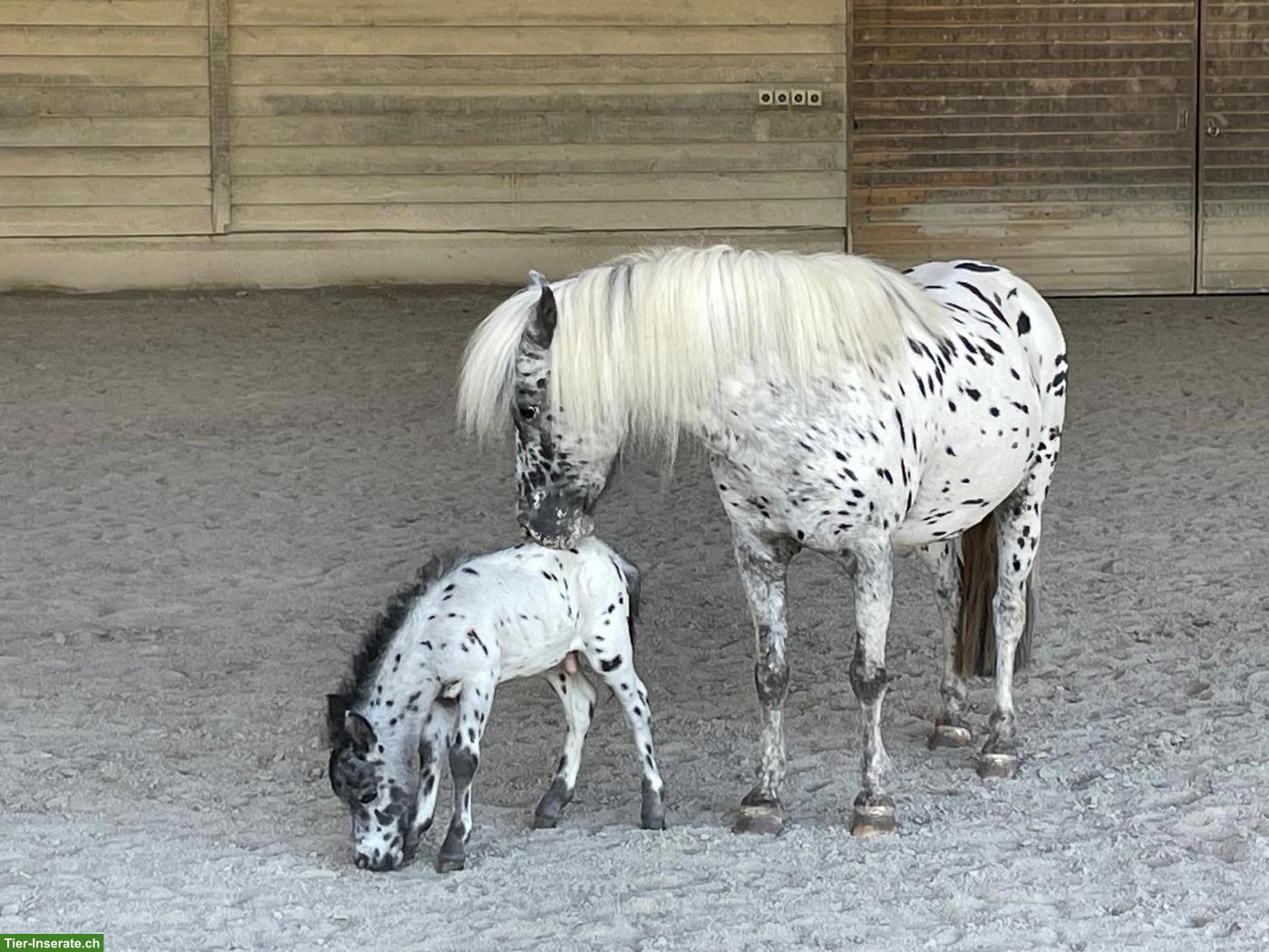 Bild 4: Shetlandponystute mit Hengstfohlen, Tigerschecken
