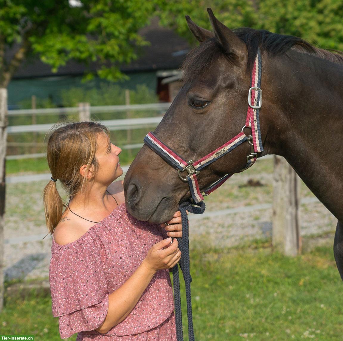 Pferdeberatung: Wenn du mit deinem Pferd nicht mehr weiterweisst