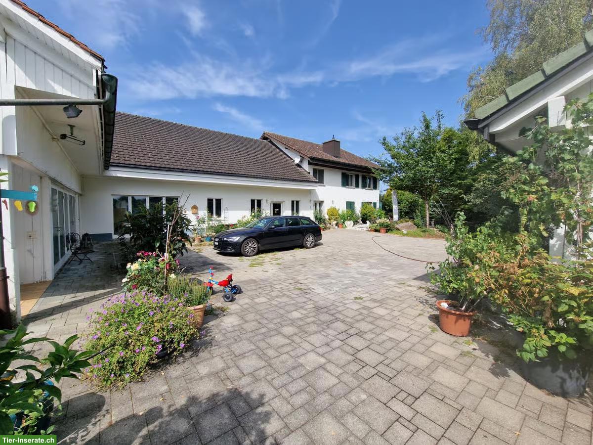 Bild 2: Hunde- & Ferienbetreuung in 8824 Schönenberg ZH