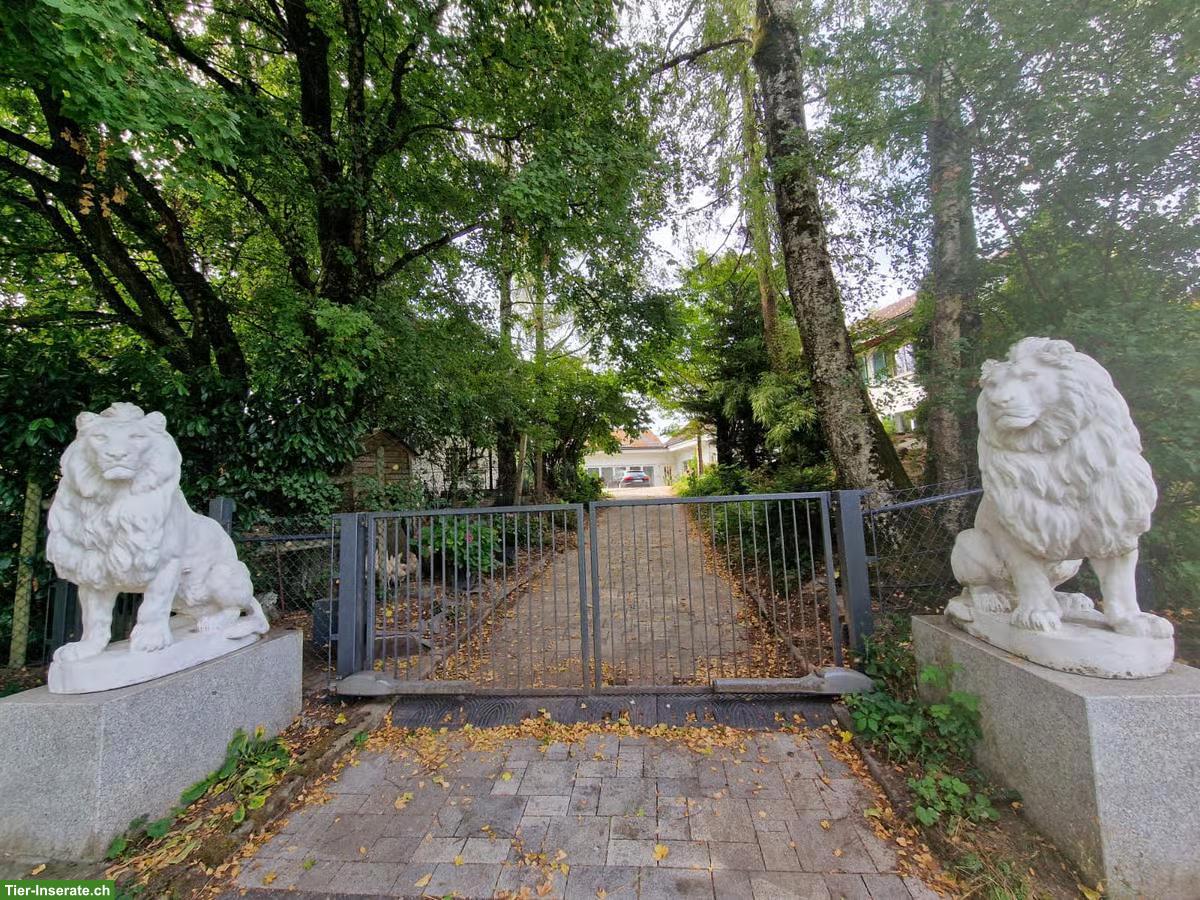 Bild 3: Hunde- & Ferienbetreuung in 8824 Schönenberg ZH