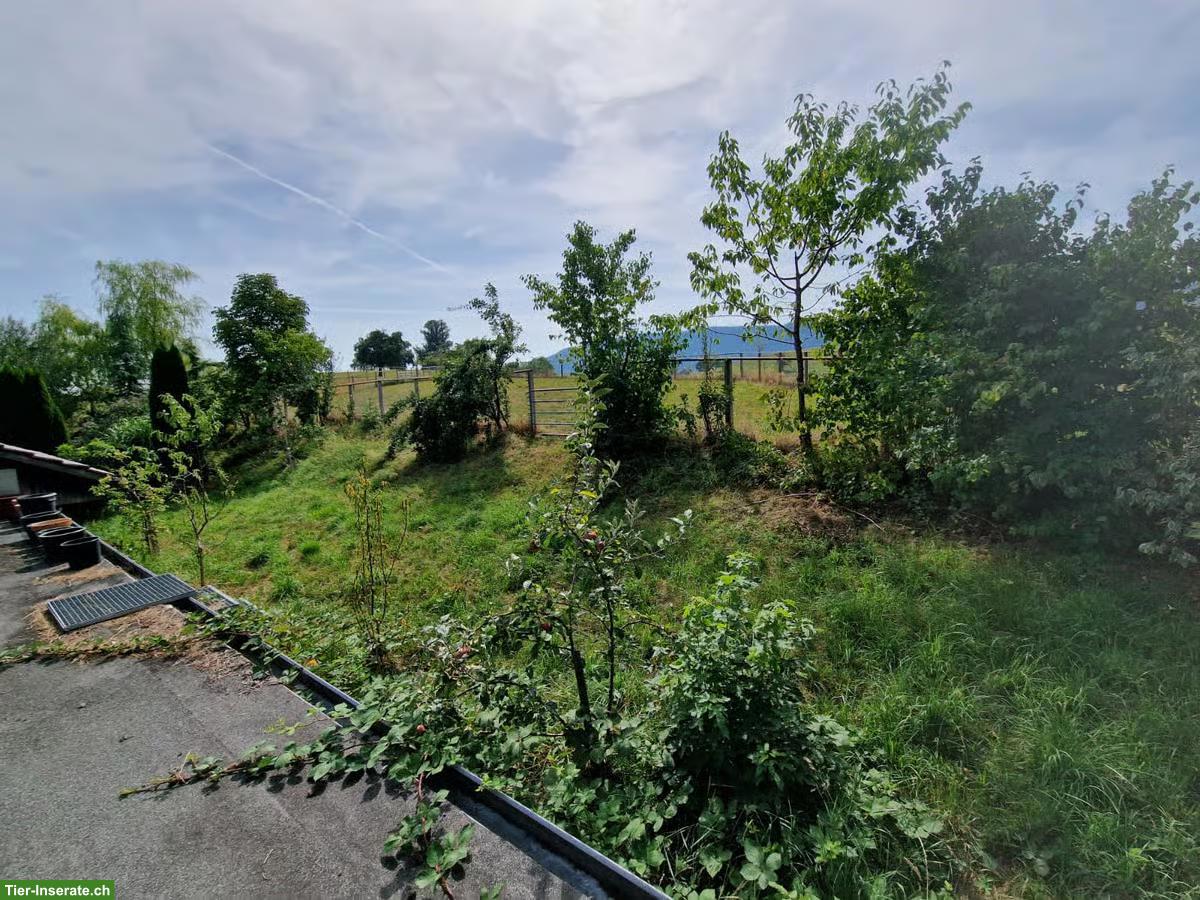 Bild 4: Hunde- & Ferienbetreuung in 8824 Schönenberg ZH