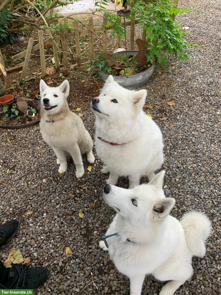 Bild 6: Hunde- & Ferienbetreuung in 8824 Schönenberg ZH