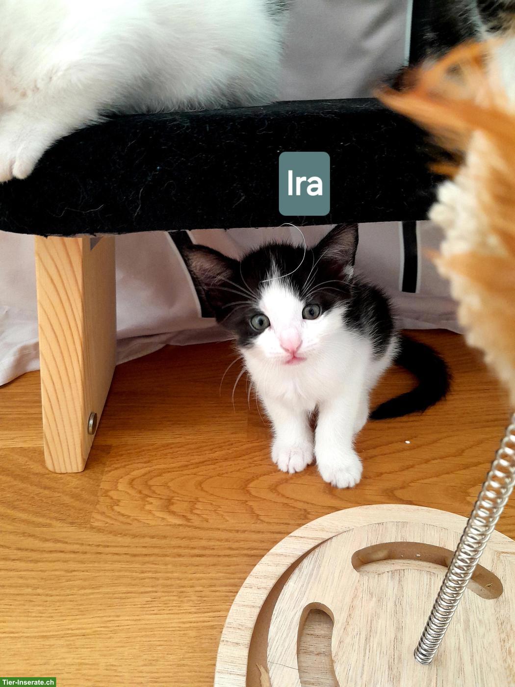Katzenbabys suchen liebes Zuhause
