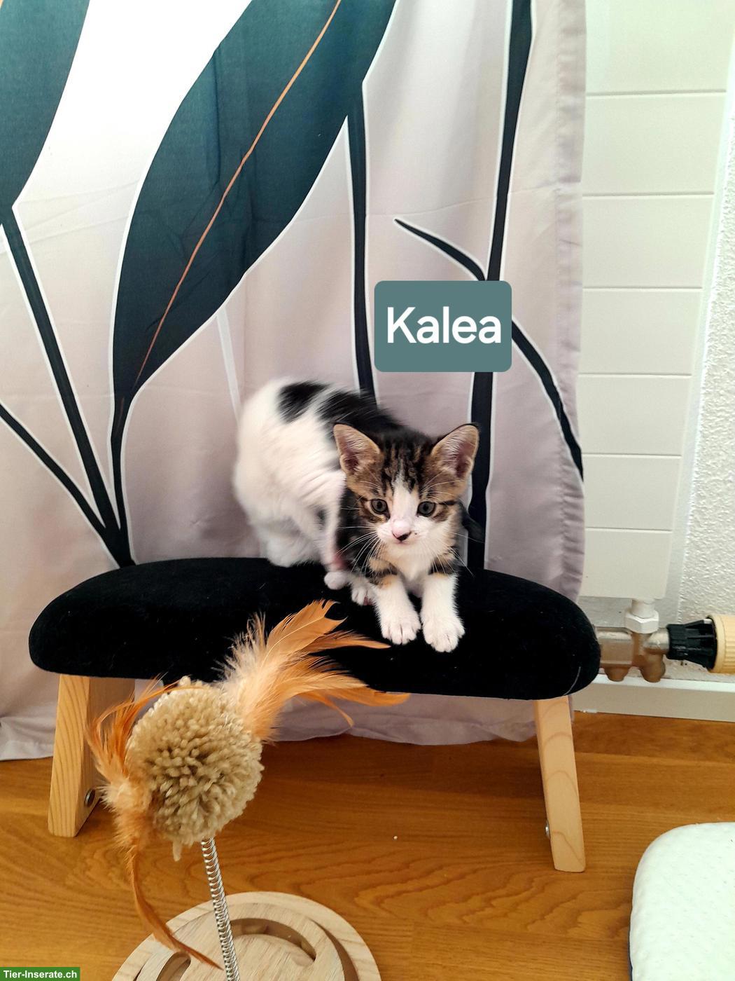 Bild 2: Katzenbabys suchen liebes Zuhause