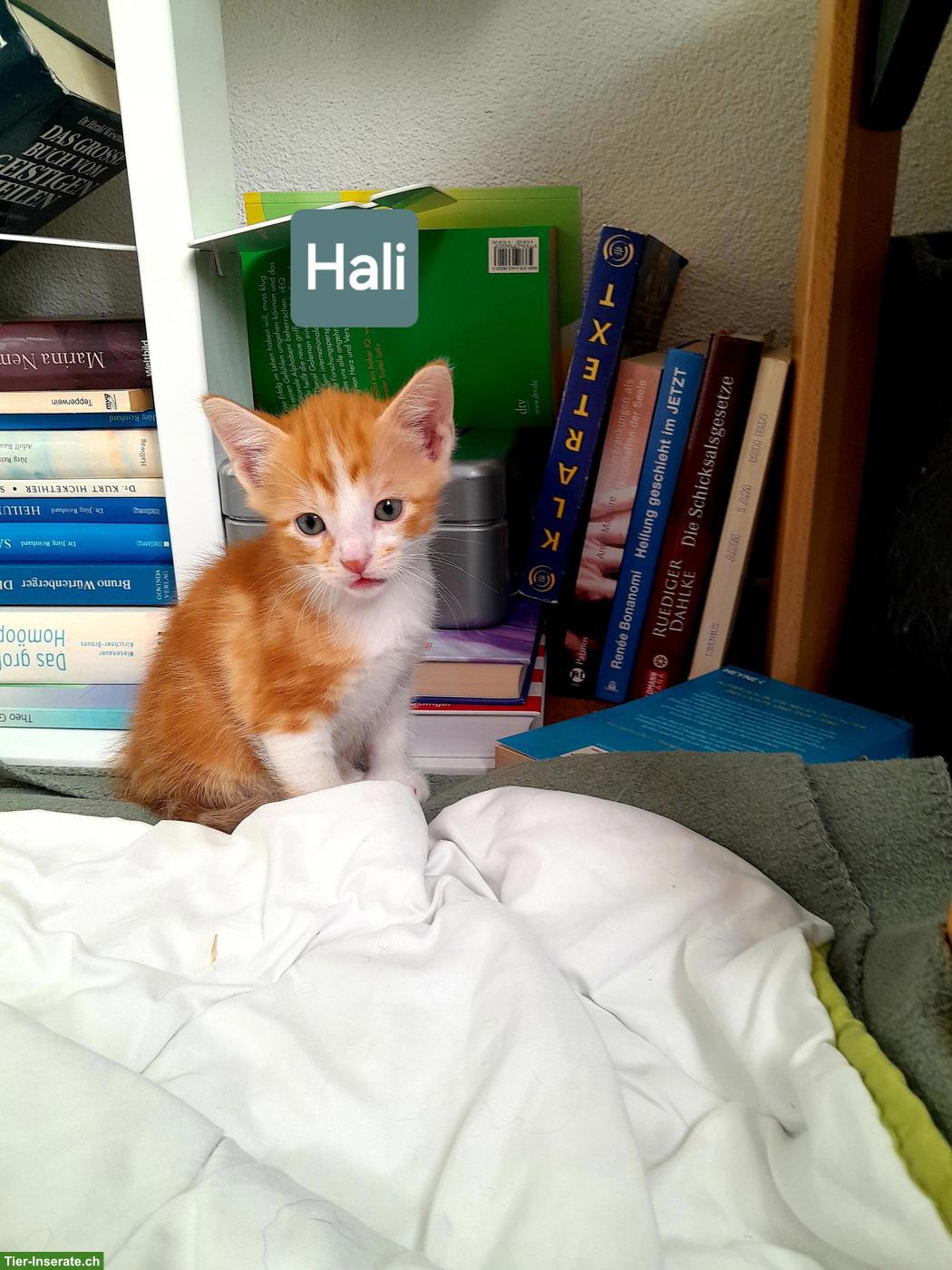Bild 3: Katzenbabys suchen liebes Zuhause