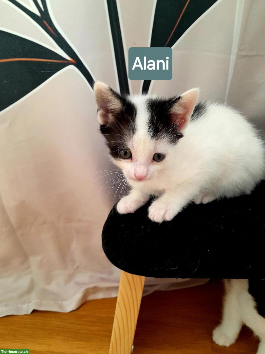 Bild 4: Katzenbabys suchen liebes Zuhause