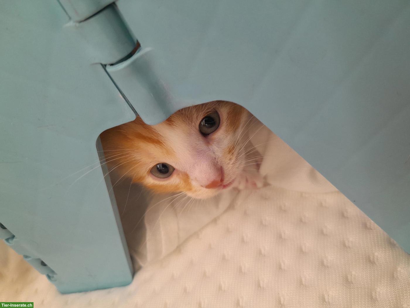 Bild 5: Katzenbabys suchen liebes Zuhause