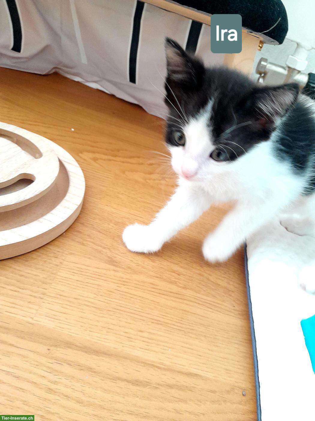 Bild 6: Katzenbabys suchen liebes Zuhause