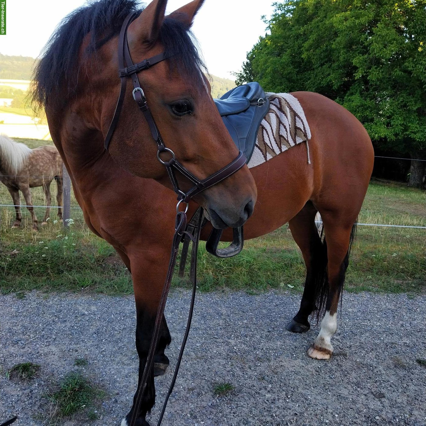 Bild 2: Freibergerstute sucht Reitbeteiligung
