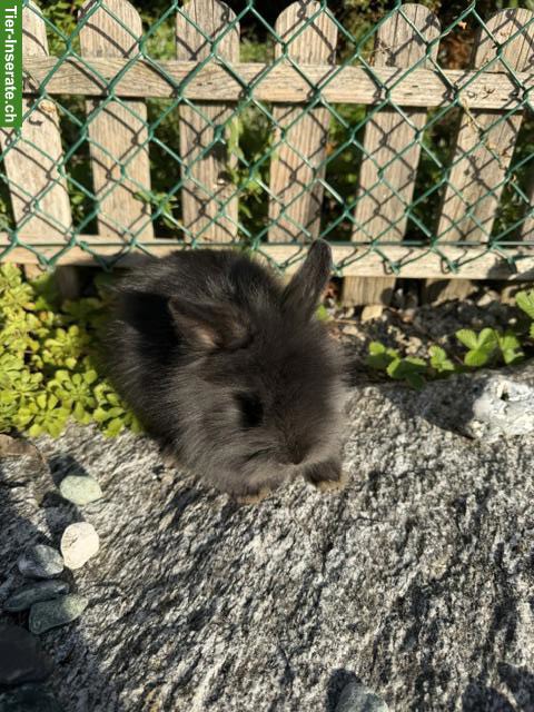 Bild 3: Junge Löwenkopf Zwergkaninchen (Männchen) suchen neues Zuhause