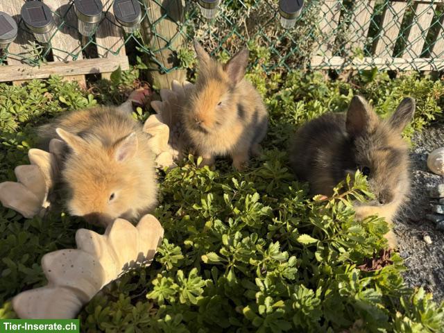 Bild 4: Junge Löwenkopf Zwergkaninchen (Männchen) suchen neues Zuhause