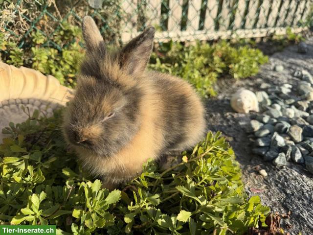 Bild 5: Junge Löwenkopf Zwergkaninchen (Männchen) suchen neues Zuhause