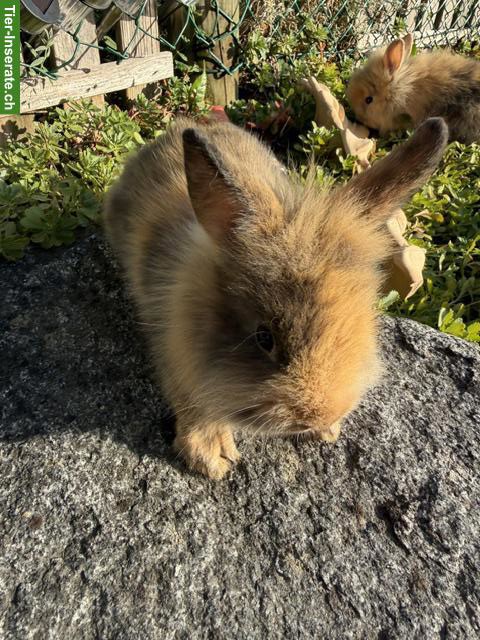 Bild 7: Junge Löwenkopf Zwergkaninchen (Männchen) suchen neues Zuhause