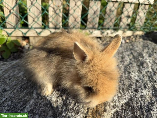Bild 9: Junge Löwenkopf Zwergkaninchen (Männchen) suchen neues Zuhause
