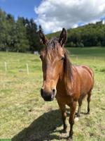 Quarter Horse Wallach - Gunsparks Nachkomme zu verkaufen